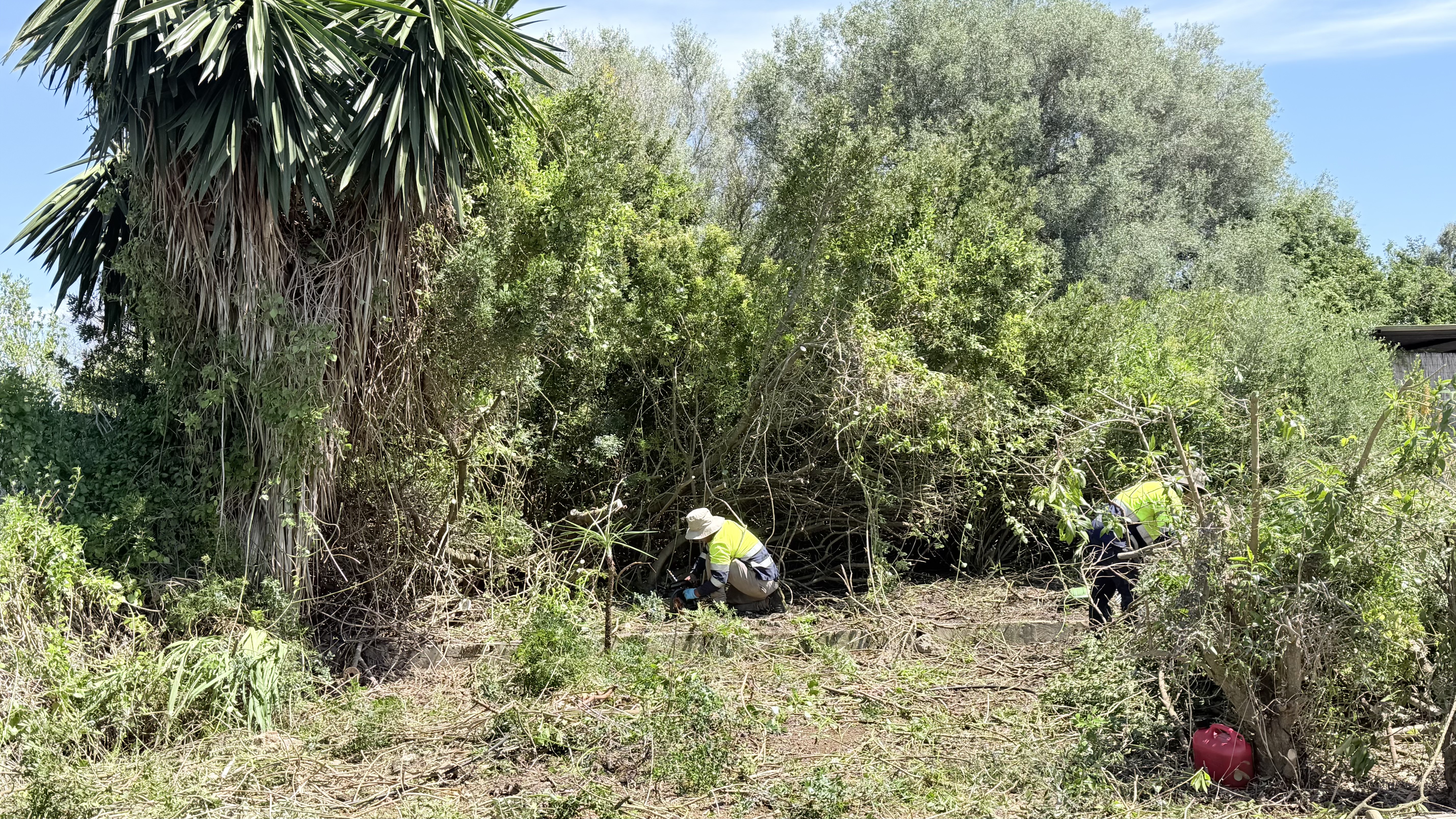 Stark verwucherter Garten bei den ersten Rodungsarbeiten